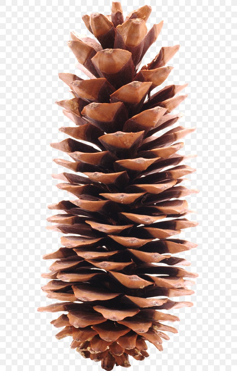 Family Tree Background, PNG, 565x1280px, Conifer Cone, California Foothill Pine, Colorado Spruce, Cone, Conifer Download Free