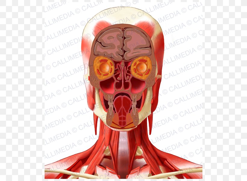 Human Anatomy Human Head Neck, PNG, 600x600px, Watercolor, Cartoon, Flower, Frame, Heart Download Free
