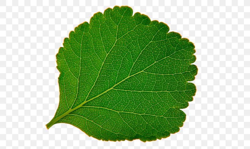 Leaf Photography Clip Art, PNG, 600x489px, Leaf, Computer, Digital Image, Herb, Perilla Download Free