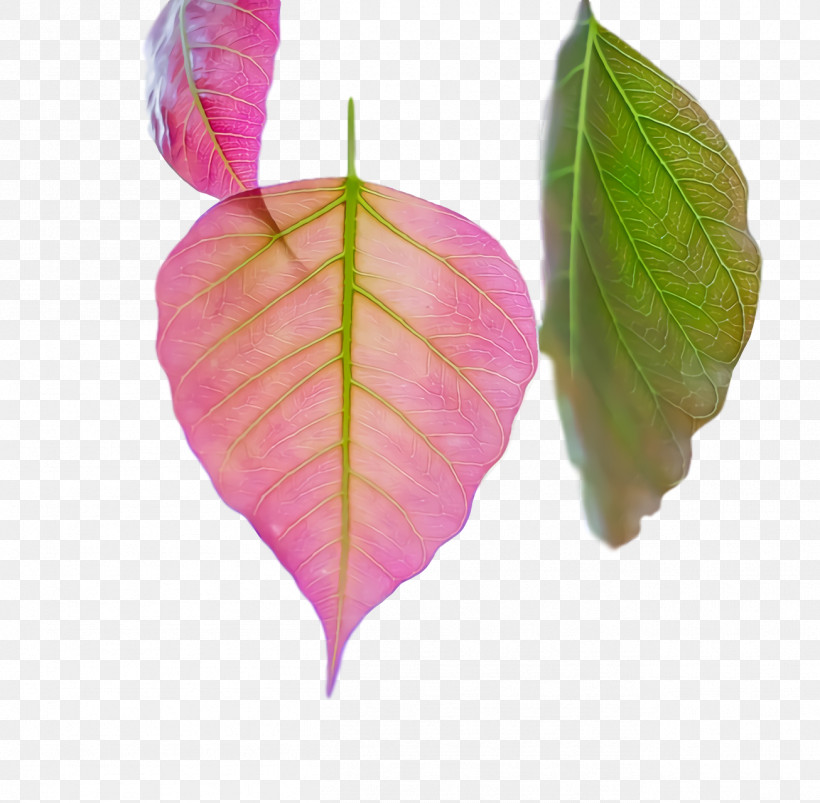 Leaf Pink M Petal Biology Plants, PNG, 1306x1280px, Leaf, Biology, Petal, Pink M, Plant Structure Download Free