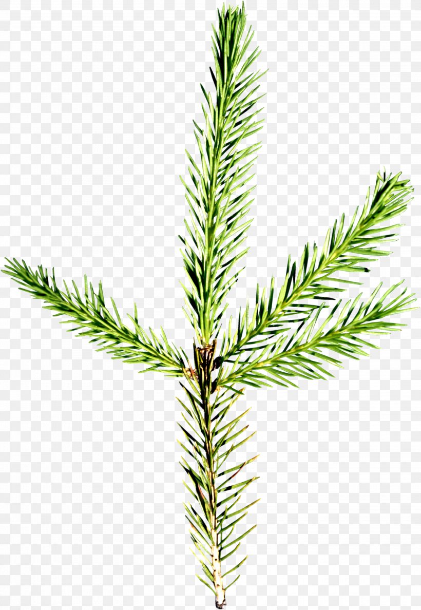 Spruce Pine Conifers Needle Fir, PNG, 3115x4514px, Spruce, Branch, Conifer, Conifer Cone, Conifers Download Free