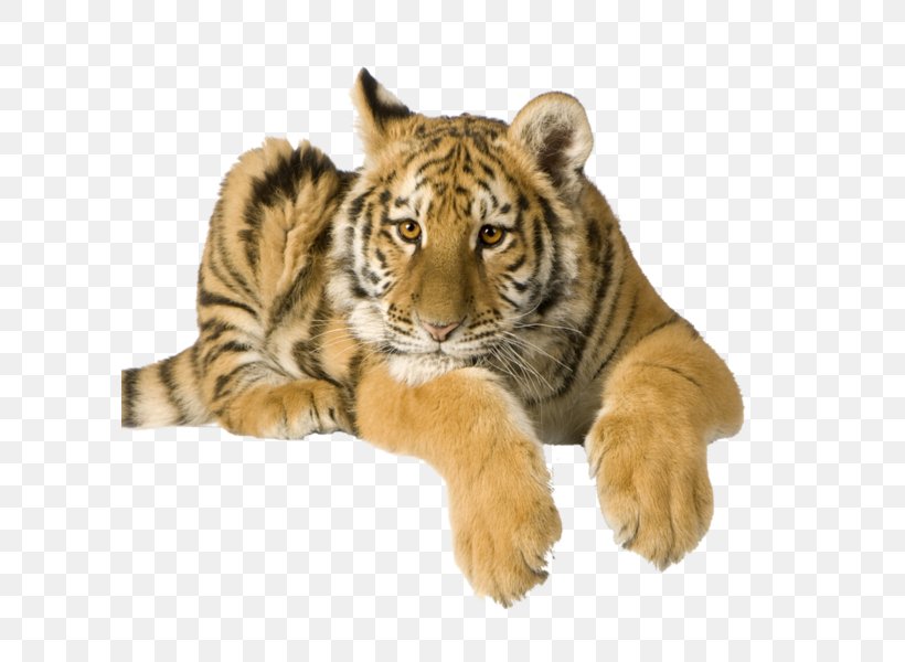 Stock Photography High-definition Video, PNG, 600x600px, Stock Photography, Bengal Tiger, Big Cats, Camcorder, Carnivoran Download Free