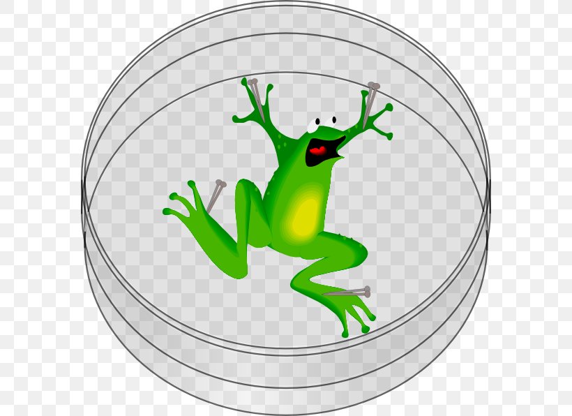 The Tree Frog Clip Art, PNG, 588x596px, Frog, Amphibian, Drawing, Green, Jumping Download Free