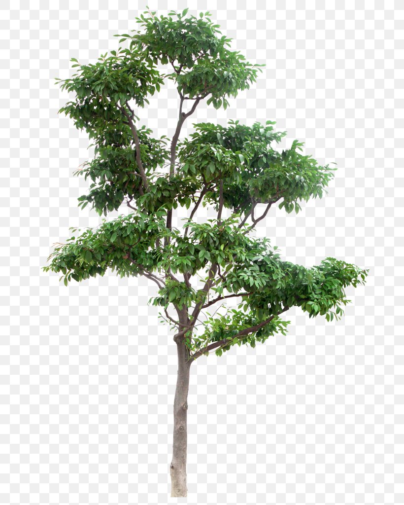 Tree, PNG, 710x1024px, Tree, Branch, Evergreen, Forest, Fruit Tree Download Free
