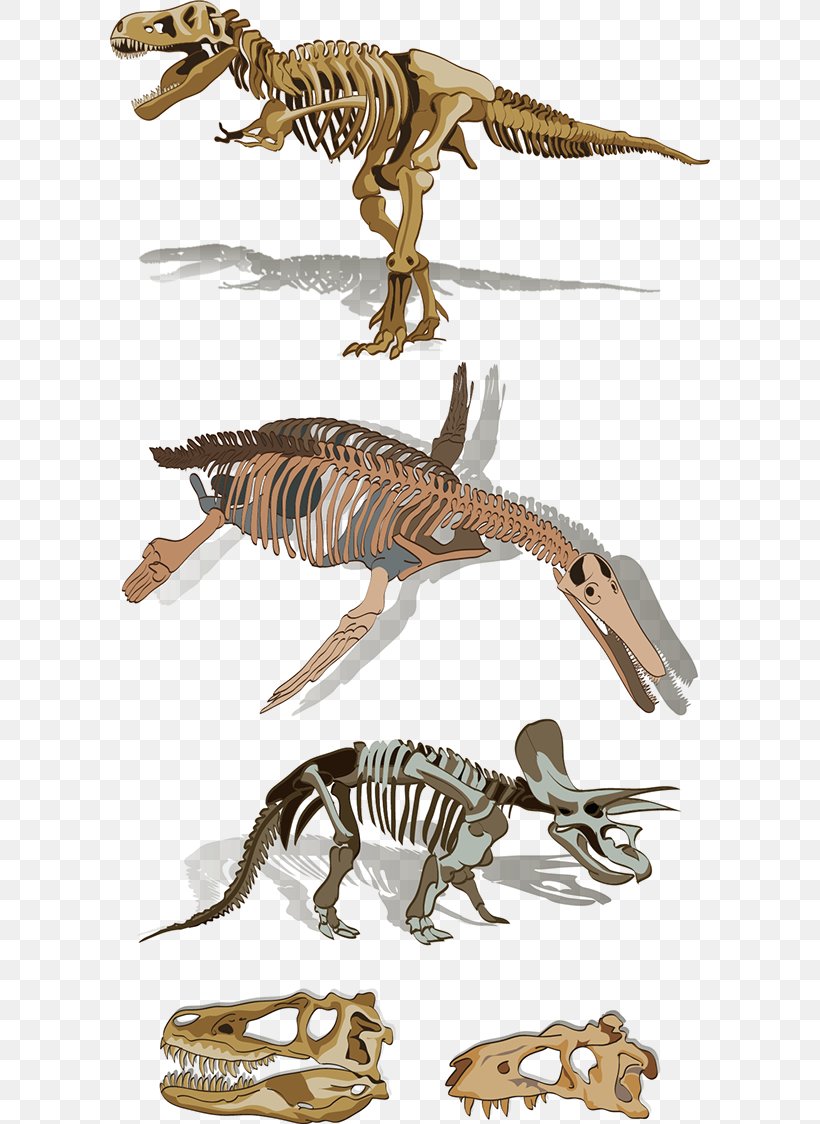 Velociraptor Tyrannosaurus Skeleton Fauna Animal, PNG, 600x1124px, Velociraptor, Animal, Animal Figure, Dinosaur, Extinction Download Free