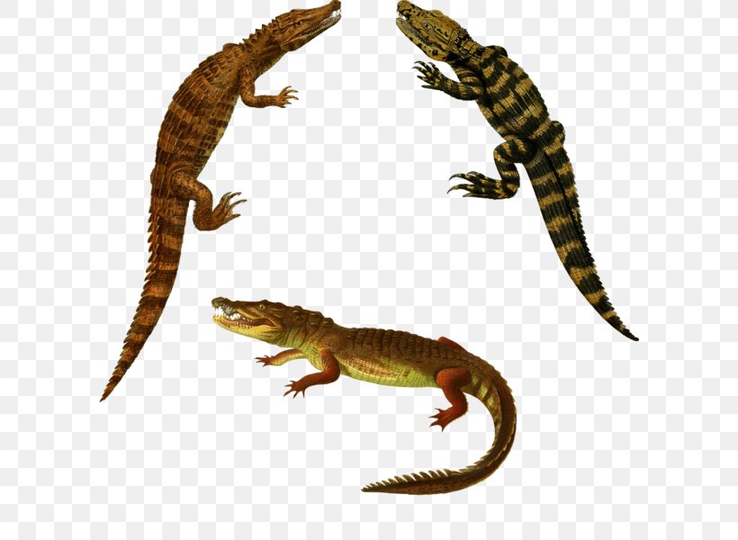 Crocodiles Alligator, PNG, 600x600px, Crocodile, Alligator, Amphibian, Animal Figure, Art Download Free