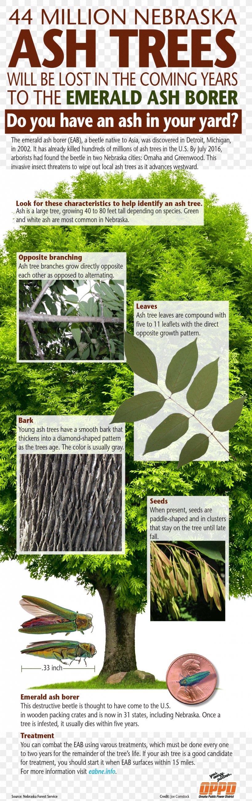 Emerald Ash Borer Tree Insecticide, PNG, 1199x3811px, Emerald Ash Borer, Acorn, Advertising, Ash, Flora Download Free