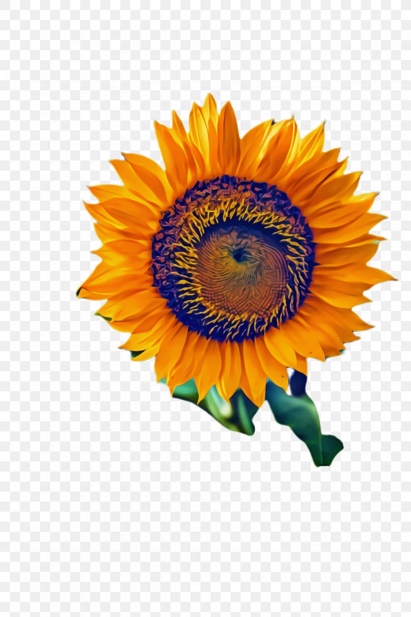 Flowers Background, PNG, 1632x2448px, Sunflower, Asterales, Bloom, Calendula, Closeup Download Free