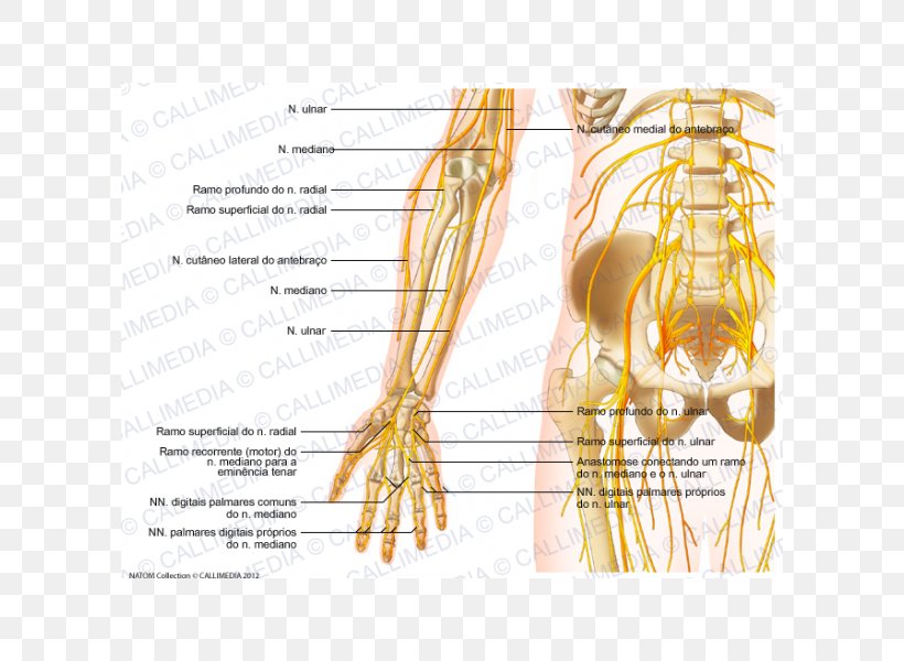 Forearm Nerve Human Anatomy Elbow, PNG, 600x600px, Watercolor, Cartoon, Flower, Frame, Heart Download Free