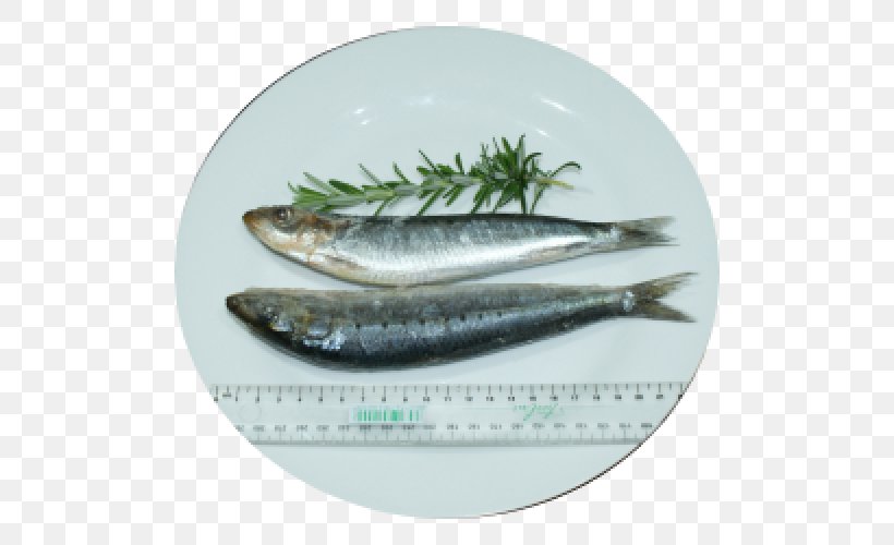 Pacific Saury Herring Oily Fish Sardine, PNG, 500x500px, Pacific Saury, Anchovy, Capelin, Dishware, Fish Download Free