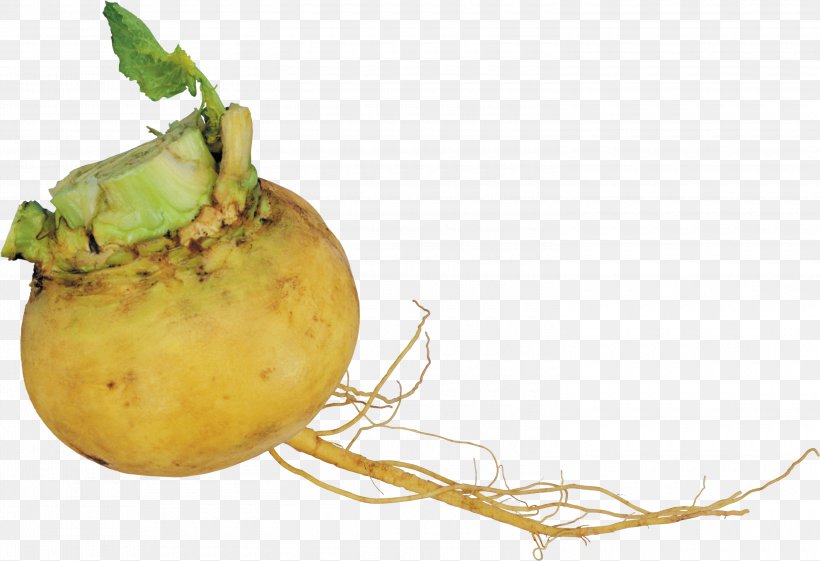 Turnip Garden Radish Root Vegetables, PNG, 3000x2055px, Turnip, Brassica Oleracea, Brassica Rapa, Crop Yield, Food Download Free