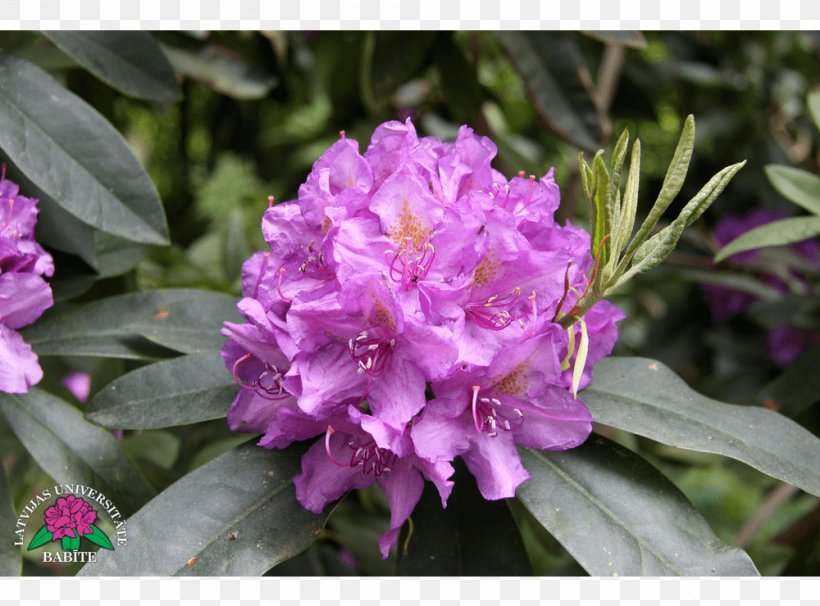 Azalea Rhododendron Annual Plant Herbaceous Plant, PNG, 1000x740px, Azalea, Annual Plant, Ericales, Flower, Flowering Plant Download Free