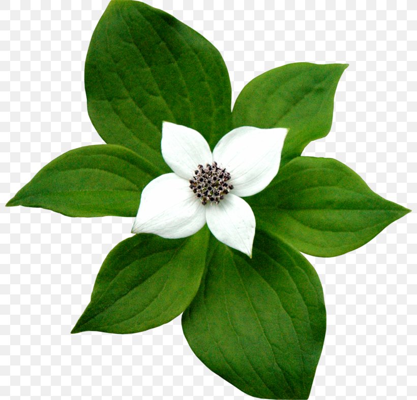 Flower Jasmine Digital Image Clip Art, PNG, 800x788px, Flower, Digital Image, Display Resolution, Information, Jasmine Download Free