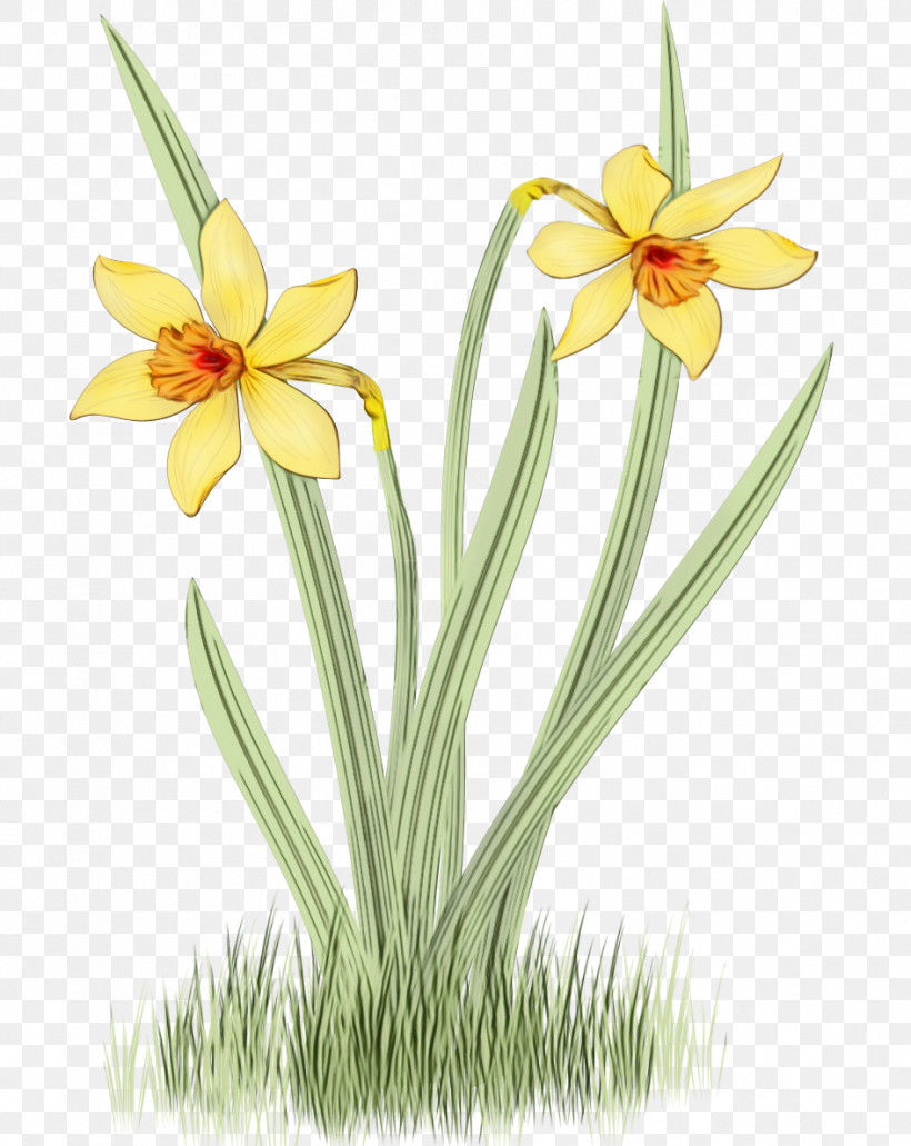 Flower Plant Yellow Narcissus Petal, PNG, 945x1189px, Watercolor, Amaryllis Family, Flower, Narcissus, Paint Download Free