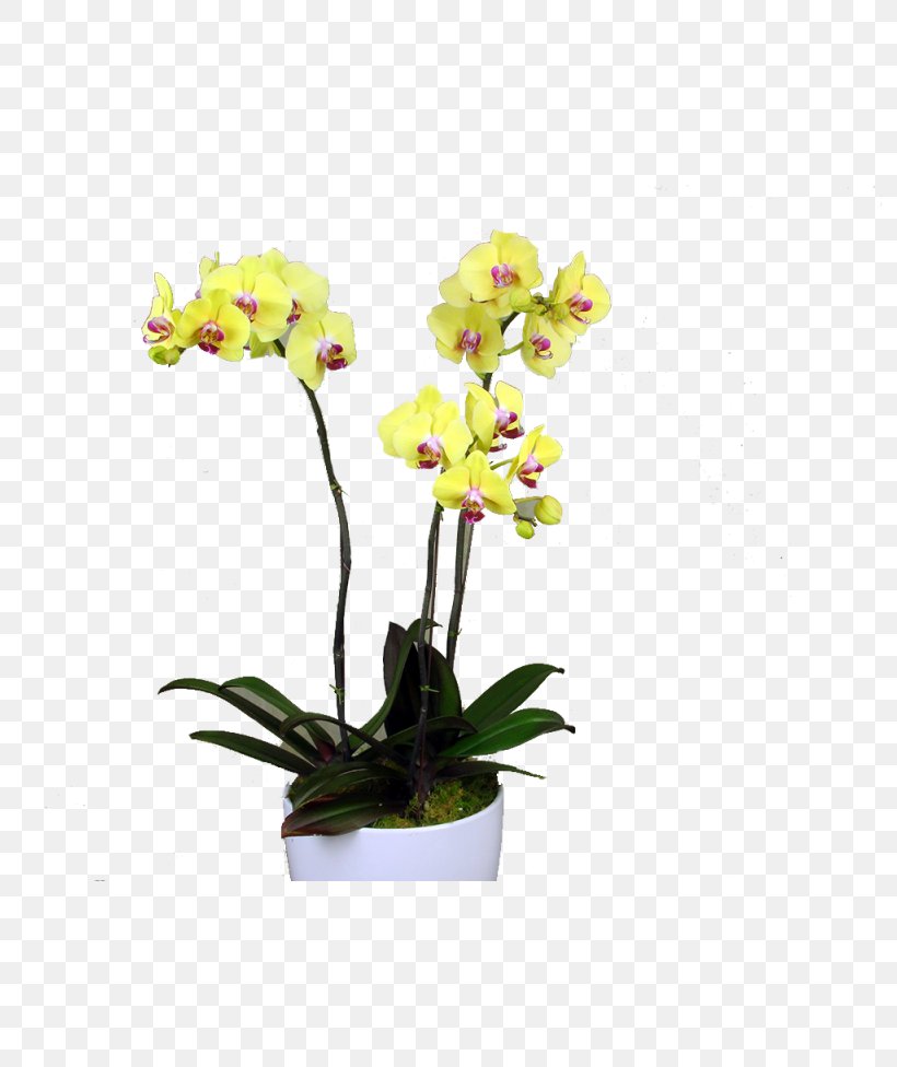 Moth Orchids Dendrobium Yellow Cattleya Orchids, PNG, 800x976px, Moth Orchids, Artificial Flower, Blossom, Cattleya, Cattleya Orchids Download Free