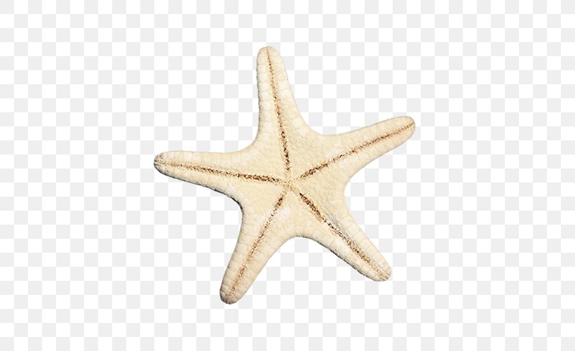 Starfish Euclidean Vector, PNG, 500x500px, Starfish, Animal, Beige, Color, Echinoderm Download Free