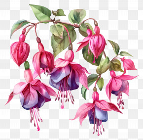 Fuchsia Flowers - Elegant Fuchsia Flowers Plant PNG