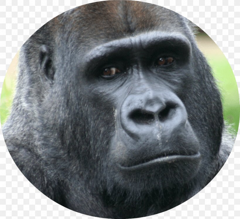 Primate Ape Western Lowland Gorilla Mountain Gorilla Animal, PNG, 822x751px, Primate, Animal, Ape, Baby Gorillas, Chimpanzee Download Free
