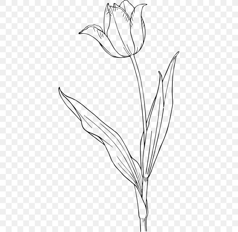 Tulip Drawing Clip Art, PNG, 417x800px, Tulip, Art, Artwork, Black And White, Branch Download Free