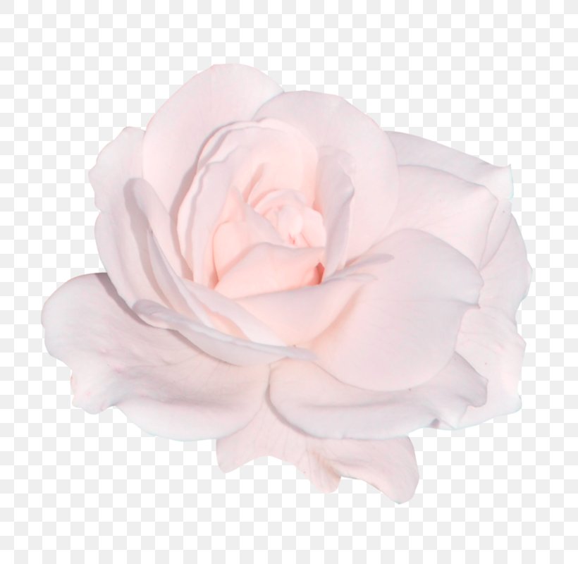 Flower Light Rose Sticker, PNG, 800x800px, Flower, Aloe Vera, Cut Flowers, Flower Garden, Flowering Plant Download Free