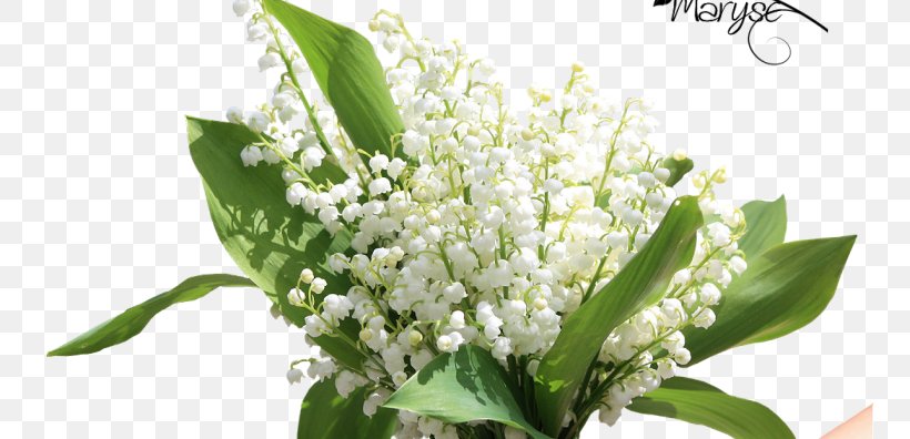 Lily Of The Valley 1 May Flower Labour Day, PNG, 755x396px, Lily Of The Valley, Blog, Cut Flowers, Flower, Flower Bouquet Download Free