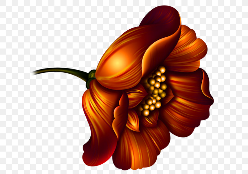 Orange, PNG, 640x574px, Orange, Flower, Gerbera, Hair Accessory, Petal Download Free