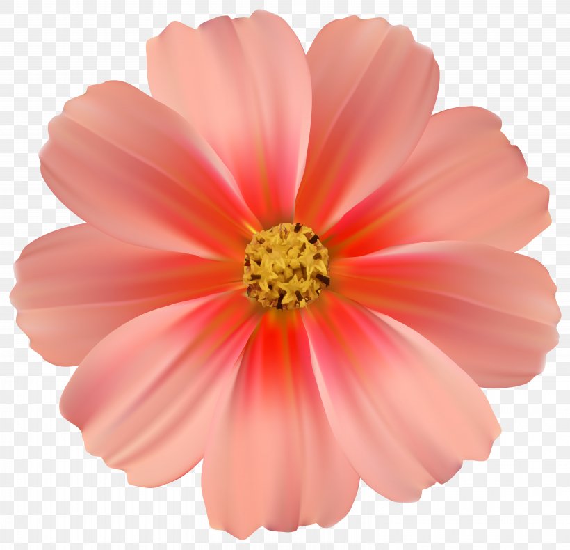 Pink Flowers Rose Clip Art, PNG, 6108x5890px, Flower, Annual Plant, Cosmos, Cut Flowers, Daisy Family Download Free