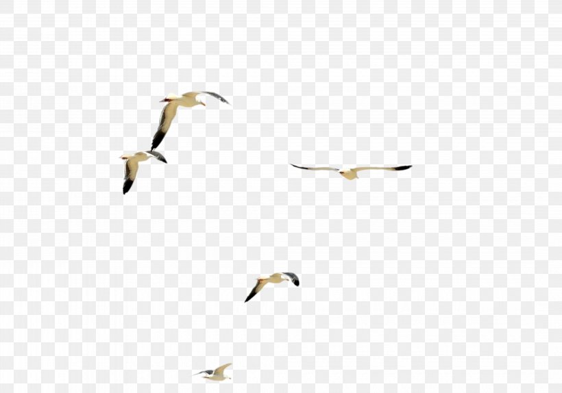 Water Bird Flock, PNG, 4280x3001px, Bird, Anatidae, Animal Migration, Beak, Bird Flight Download Free