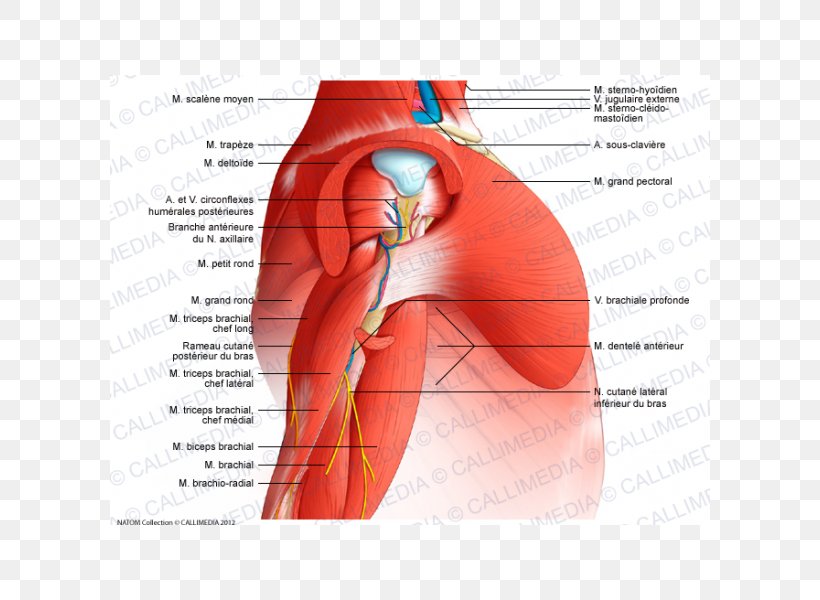 Arm Deltoid Muscle Nerve Anatomy, PNG, 600x600px, Watercolor, Cartoon, Flower, Frame, Heart Download Free