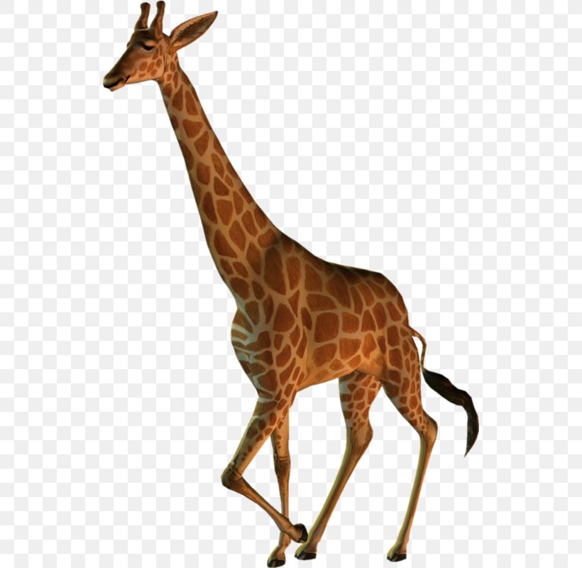 Northern Giraffe Clip Art, PNG, 530x800px, Northern Giraffe, Animal, Deer, Fauna, Giraffe Download Free