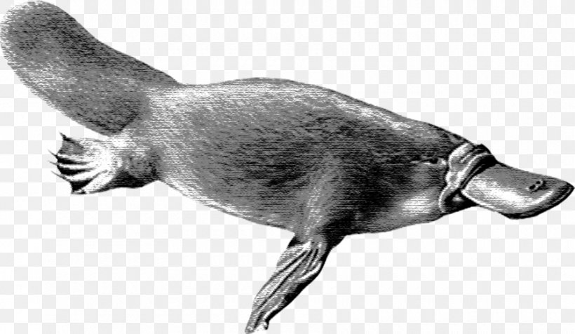 Otter Cartoon, PNG, 900x523px, Platypus, Animal, Beak, Bearded Seal, Beaver Download Free