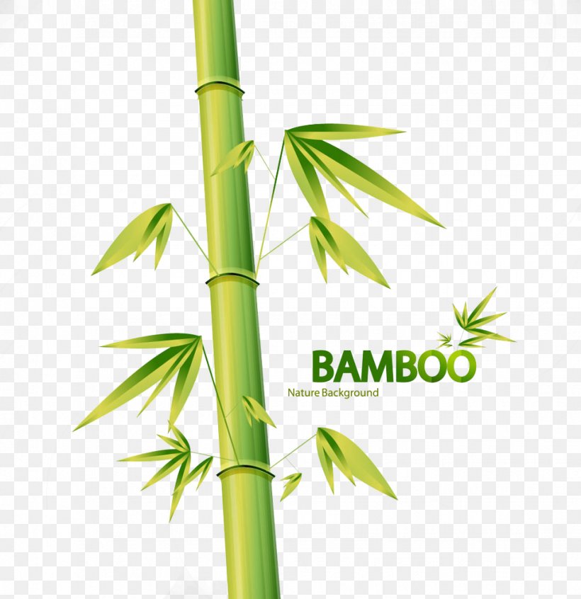 Bamboo Euclidean Vector Drawing Illustration, PNG, 969x1000px, Bamboo, Bamboe, Drawing, Energy, Grass Family Download Free