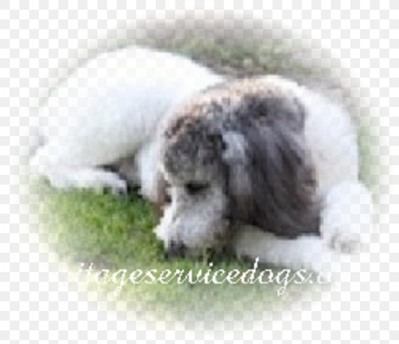 Dog Breed Poodle Lagotto Romagnolo Puppy Spanish Water Dog, PNG, 1024x885px, Dog Breed, Breed, Carnivoran, Companion Dog, Dog Download Free