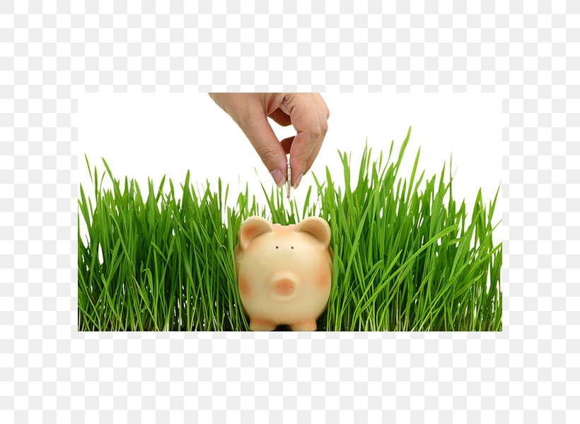 Lawn Grasses Plant Saving Animal, PNG, 600x600px, Lawn, Animal, Family, Grass, Grass Family Download Free