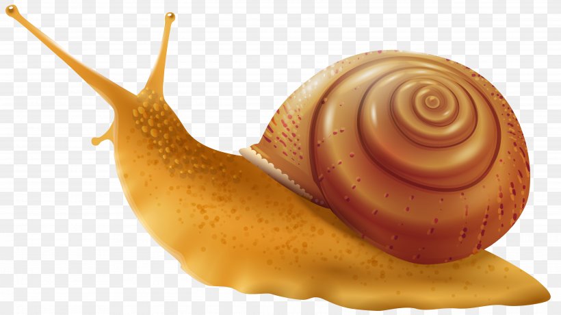 Snail Gastropod Shell Drawing Clip Art, PNG, 5067x2846px, Snail, Conchology, Drawing, Escargot, Gastropod Shell Download Free