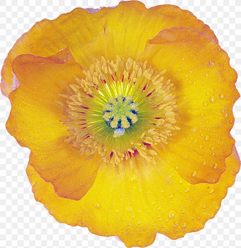 Flower Poppy Drawing Image, PNG, 1041x1075px, Flower, Advertising, Drawing, Flowering Plant, Google Images Download Free