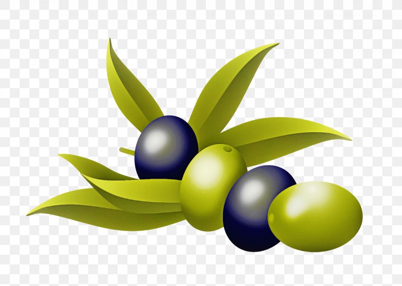 Fruit Olive Plant Leaf Berry, PNG, 1600x1140px, Fruit, Berry, Flower, Leaf, Logo Download Free
