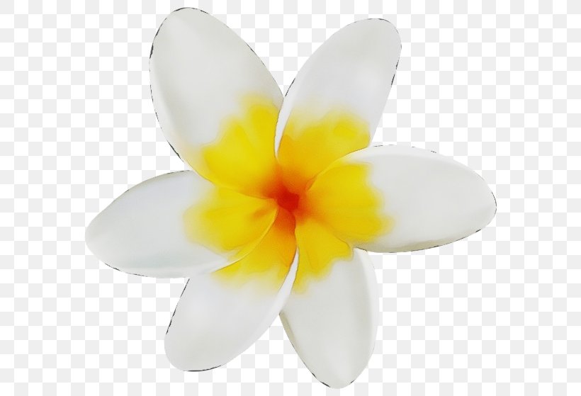 Petal Flower White Frangipani Plant, PNG, 600x559px, Watercolor, Crocus, Flower, Flowering Plant, Frangipani Download Free