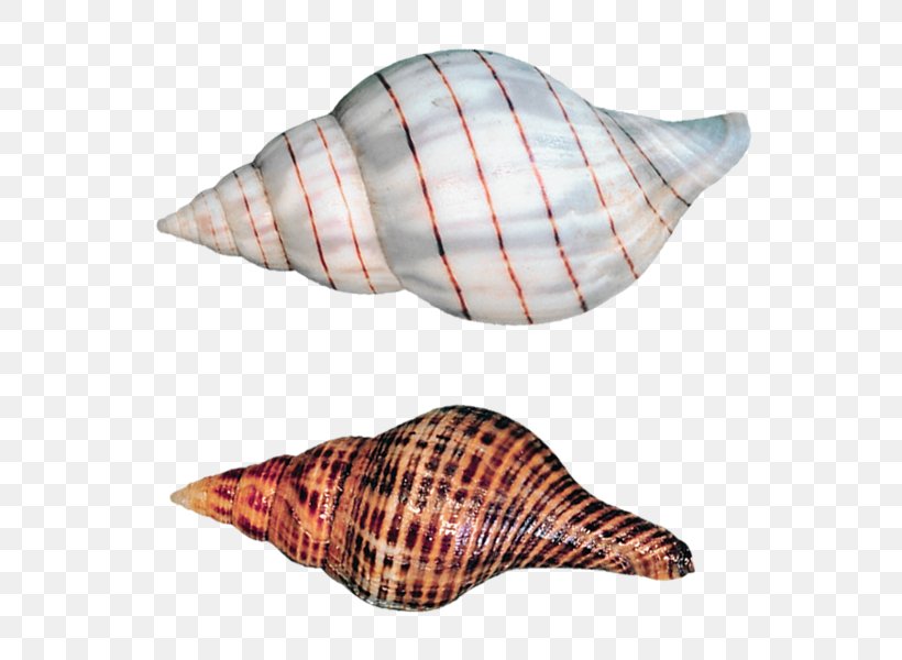 Seashell Sea Snail Gastropod Shell, PNG, 590x600px, Seashell, Beach, Conch, Conchology, Gastropod Shell Download Free