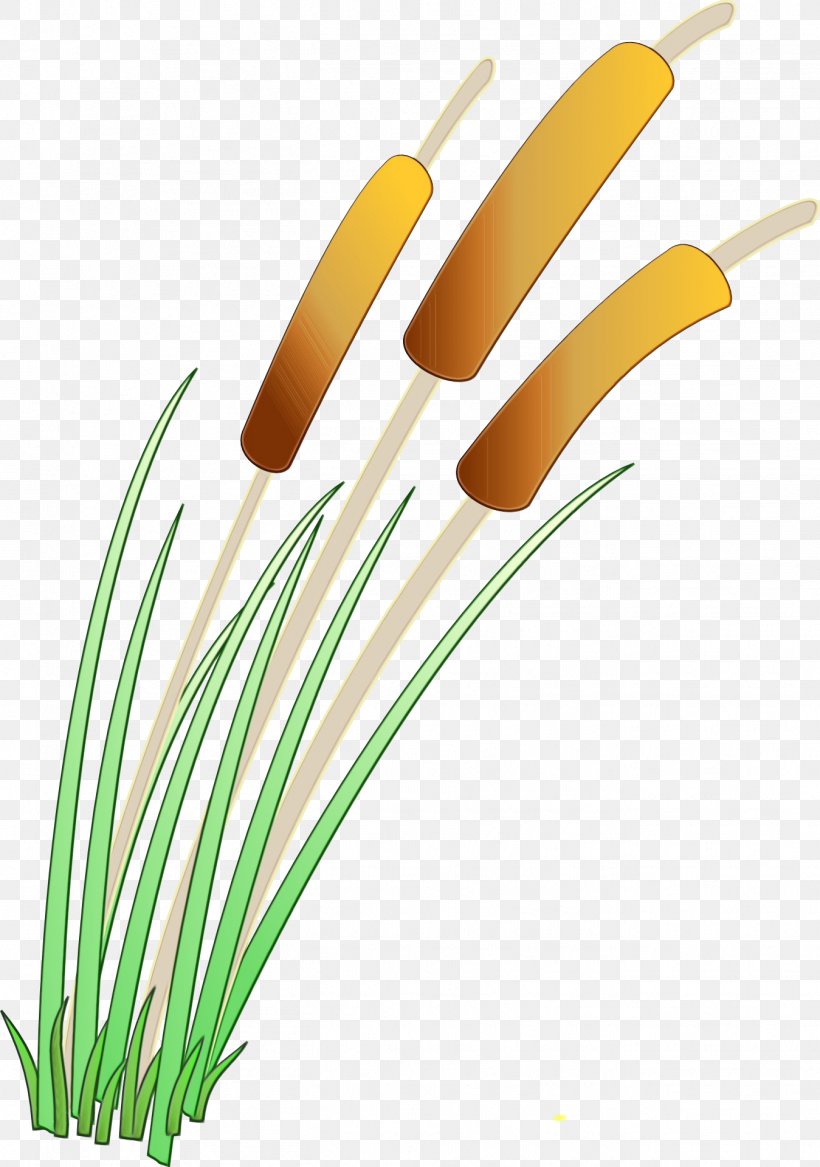 Grass Family Grass Plant Vegetable, PNG, 1349x1920px, Watercolor, Grass, Grass Family, Paint, Plant Download Free