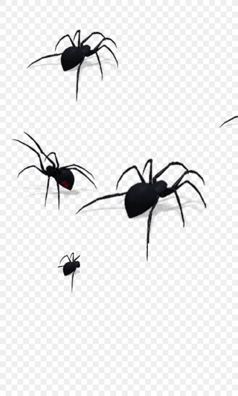 Spider PicsArt Photo Studio Sticker Insect Cat, PNG, 1094x1814px, Spider, Animal, Ant, Antenna, Arachnid Download Free