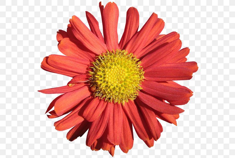 Chrysanthemum Transvaal Daisy Blanket Flowers Cut Flowers Marguerite Daisy, PNG, 570x550px, Chrysanthemum, Annual Plant, Aster, Blanket, Blanket Flowers Download Free