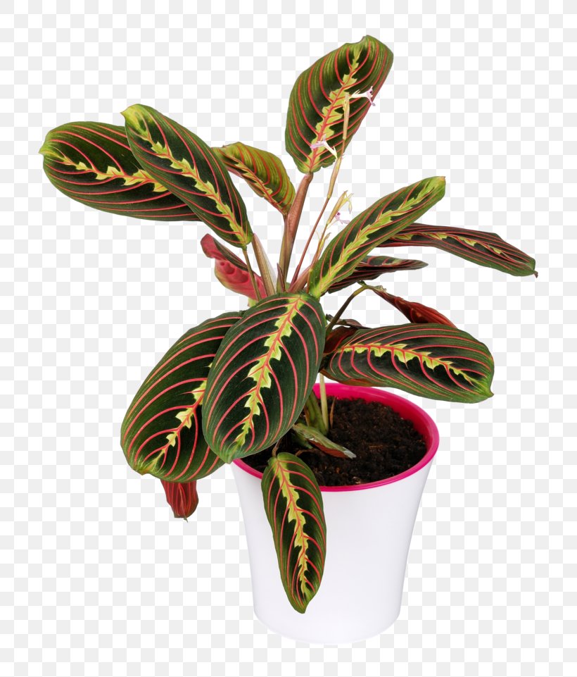 Maranta Leuconeura Ornamental Plant Leaf Calatheas, PNG, 800x961px, Maranta Leuconeura, Arrowroot, Arrowroot Family, Arrowroots, Calatheas Download Free
