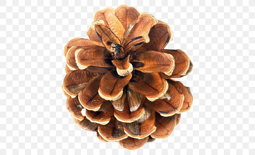 Pine Conifer Cone Euclidean Vector, PNG, 500x500px, Pine, Cone, Conifer Cone, Conifers, Gratis Download Free