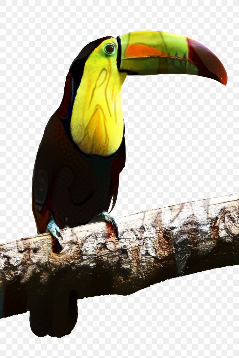Toco Toucan Bird Beak Parrot, PNG, 853x1278px, Toucan, Animal, Beak, Bird, Bird Flight Download Free