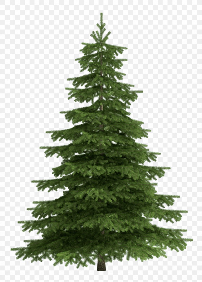 Tree Scots Pine Fir Clip Art, PNG, 859x1202px, Tree, Biome, Christmas Decoration, Christmas Ornament, Christmas Tree Download Free