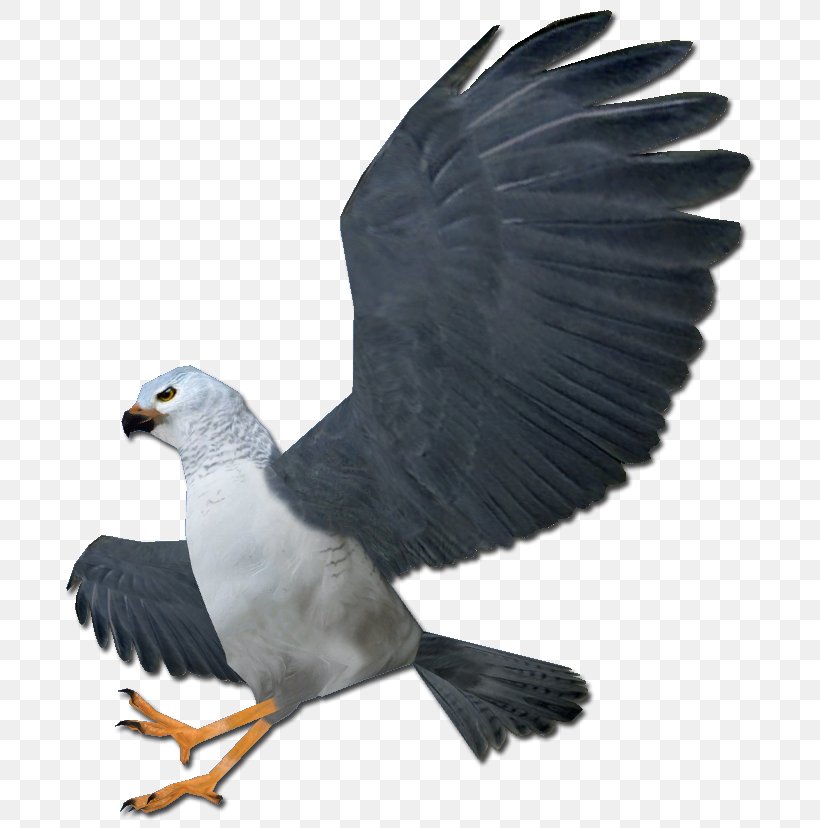 Bald Eagle Hawk Vulture Beak, PNG, 711x828px, Bald Eagle, Accipitriformes, Beak, Bird, Bird Of Prey Download Free