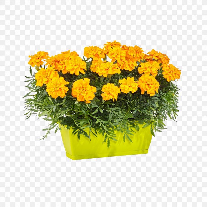 Cut Flowers Yellow Blume2000.de Blumenversand, PNG, 1800x1800px, Cut Flowers, Annual Plant, Balcony, Blume, Blumenversand Download Free