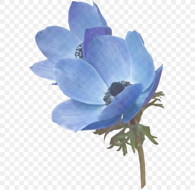 Flowering Plant Flower Petal Blue Plant, PNG, 571x800px, Flowering Plant, Anemone, Blue, Cut Flowers, Delphinium Download Free