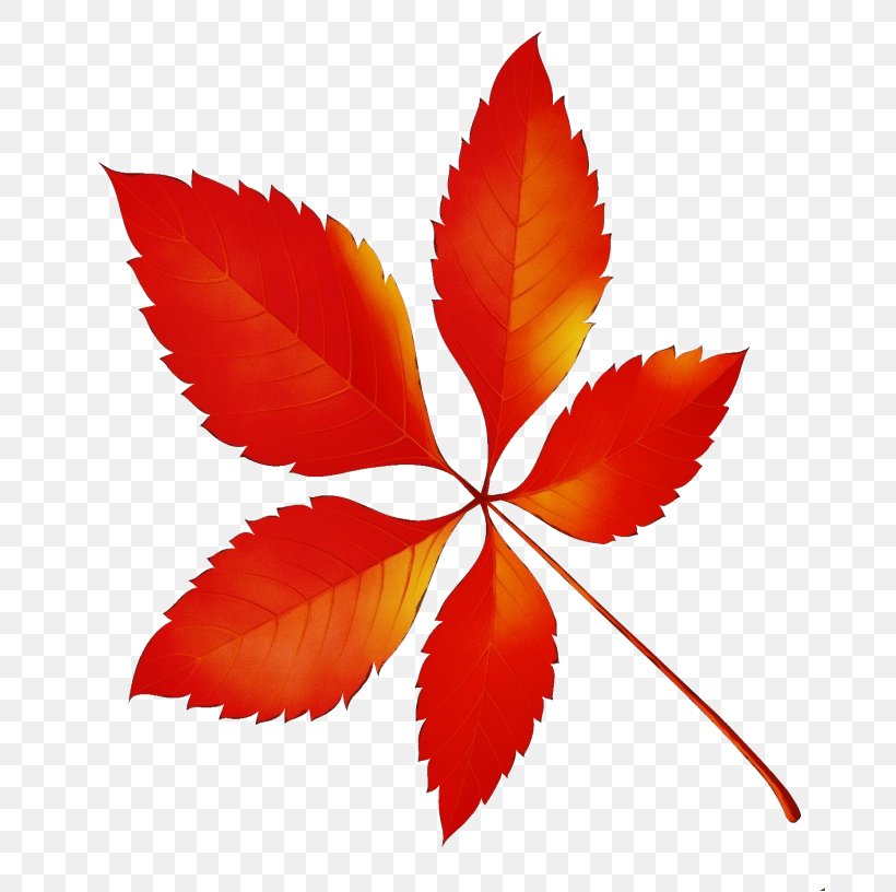 Leaf Red Plant Flower Symmetry, PNG, 690x816px, Watercolor, Flower, Flowering Plant, Leaf, Paint Download Free